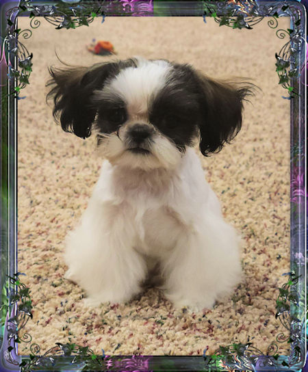 Tiny little female chinese imperial shih tzu puppies for sale teacup